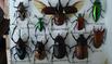 Bugs