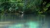 The shallow water backdrop. Insects wiggle in mid-air.